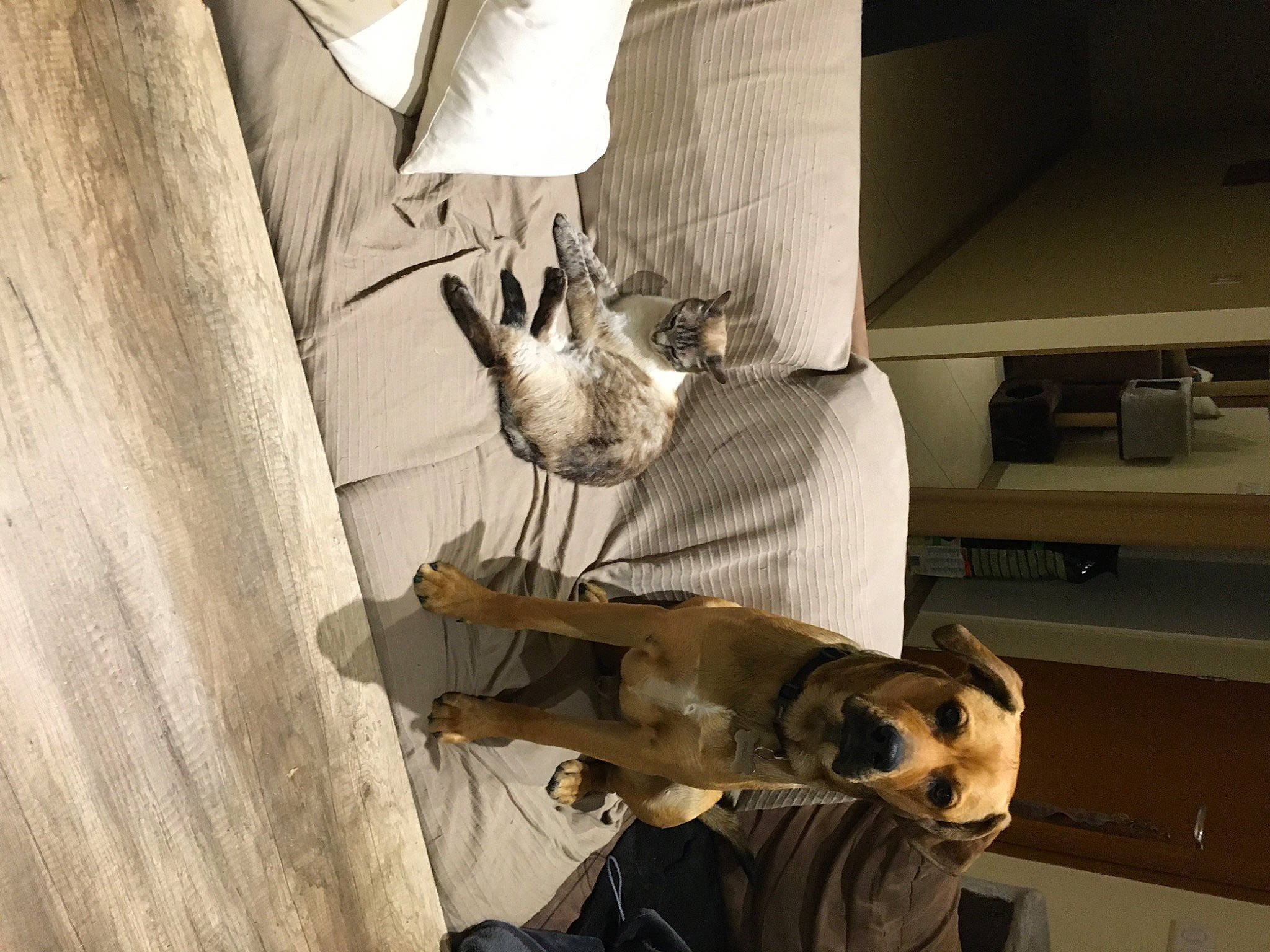 Paco participe au concours pour gagner de l'argent avec cette photo : fawn