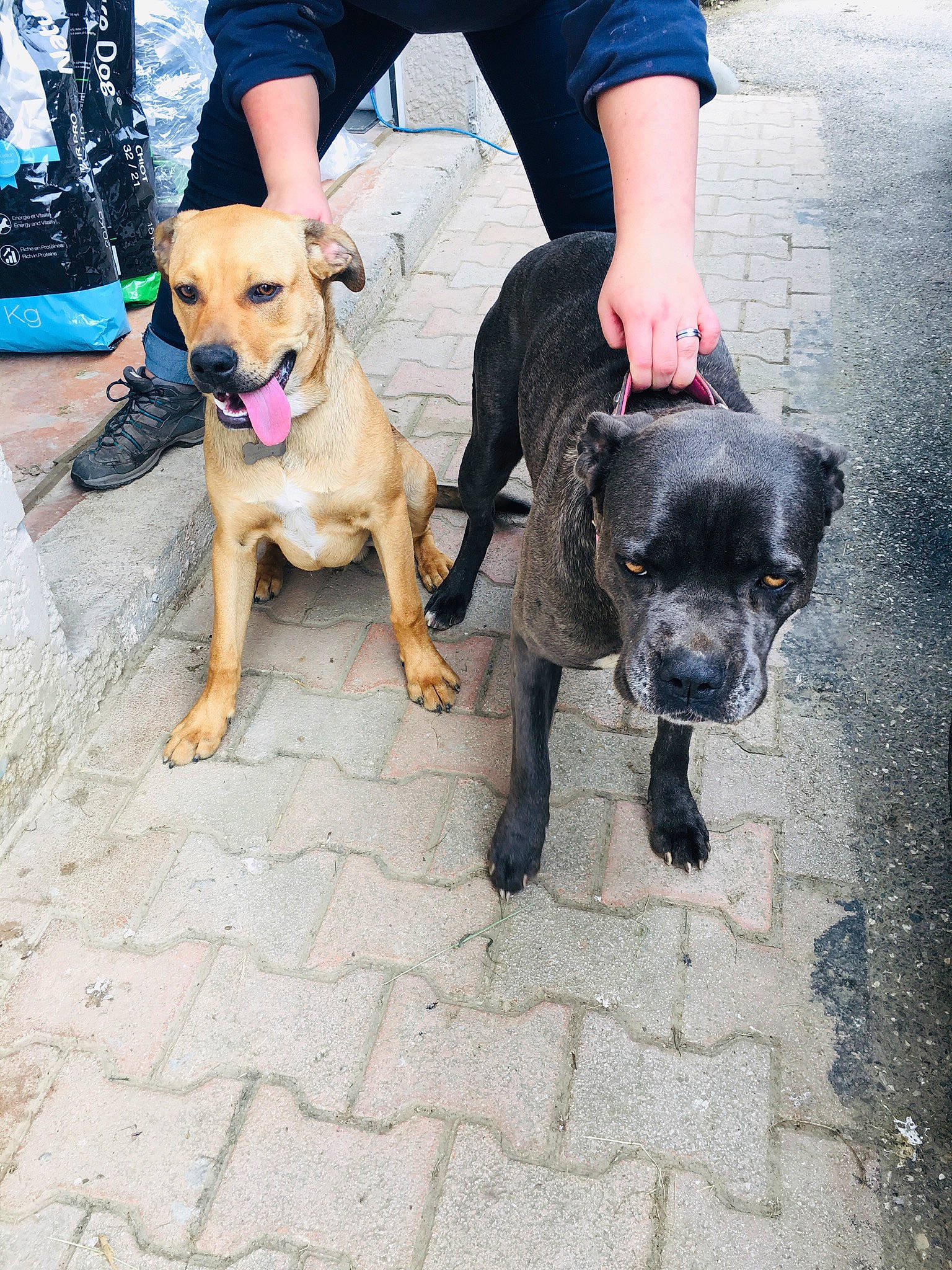 Paco a rejoint le concours — aidez-le/la à gagner de superbes lots ! american_pit_bull_terrier, american_staffordshire_terrier, bullmastiff, cane_corso, canidae, carnivore, companion_dog, dog, dog_breed, dog_walking, fawn, guard_dog, mammal, molosser, non_sporting_group, pit_bull, sporting_group, staffordshire_bull_terrier, vertebrate, working_dog