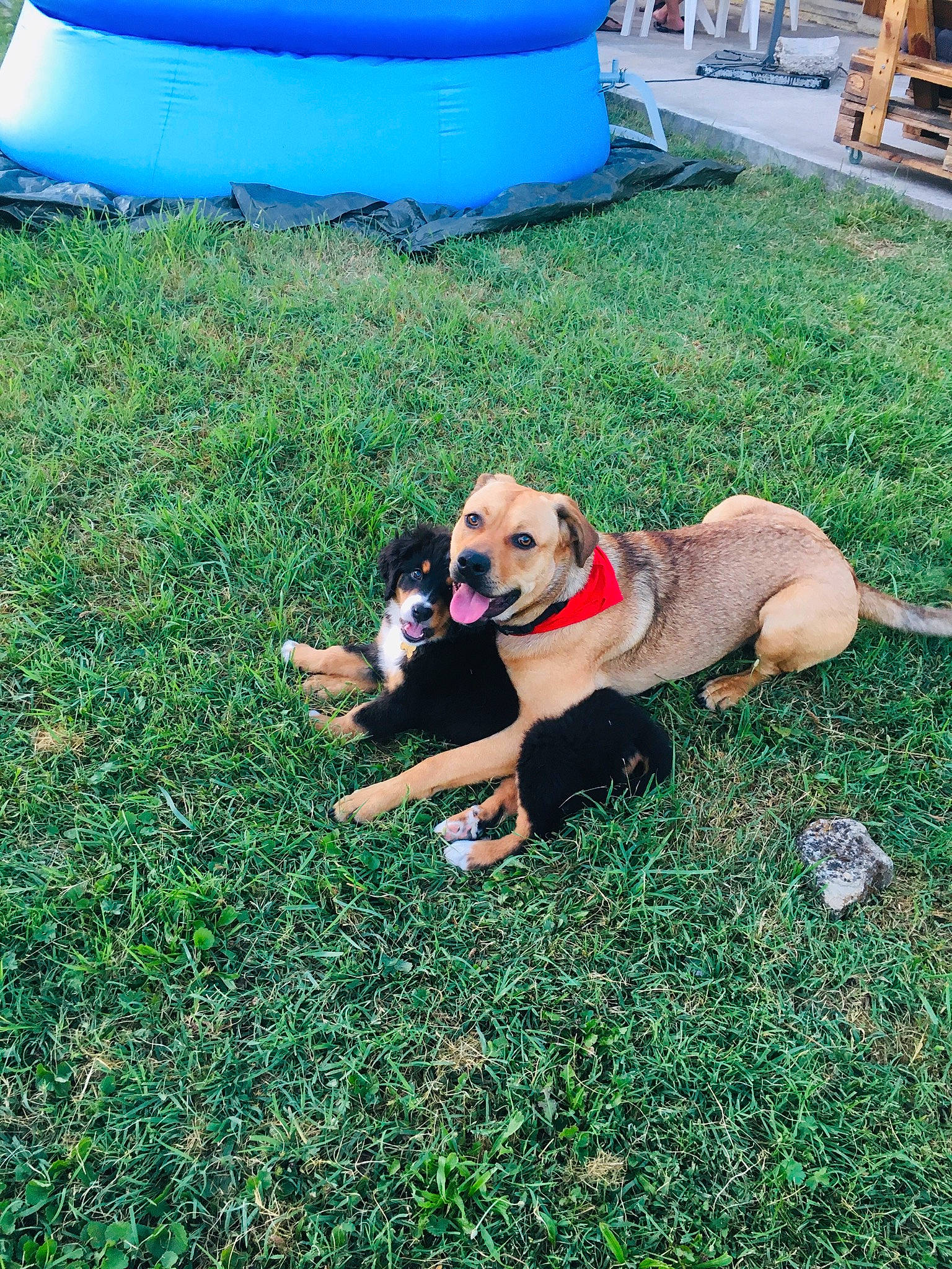 Paco participe au concours pour gagner de l'argent avec cette photo : canidae, carnivore, companion_dog, dog, dog_breed, fawn, grass, lawn, mammal, puppy, sporting_group, vertebrate, working_dog