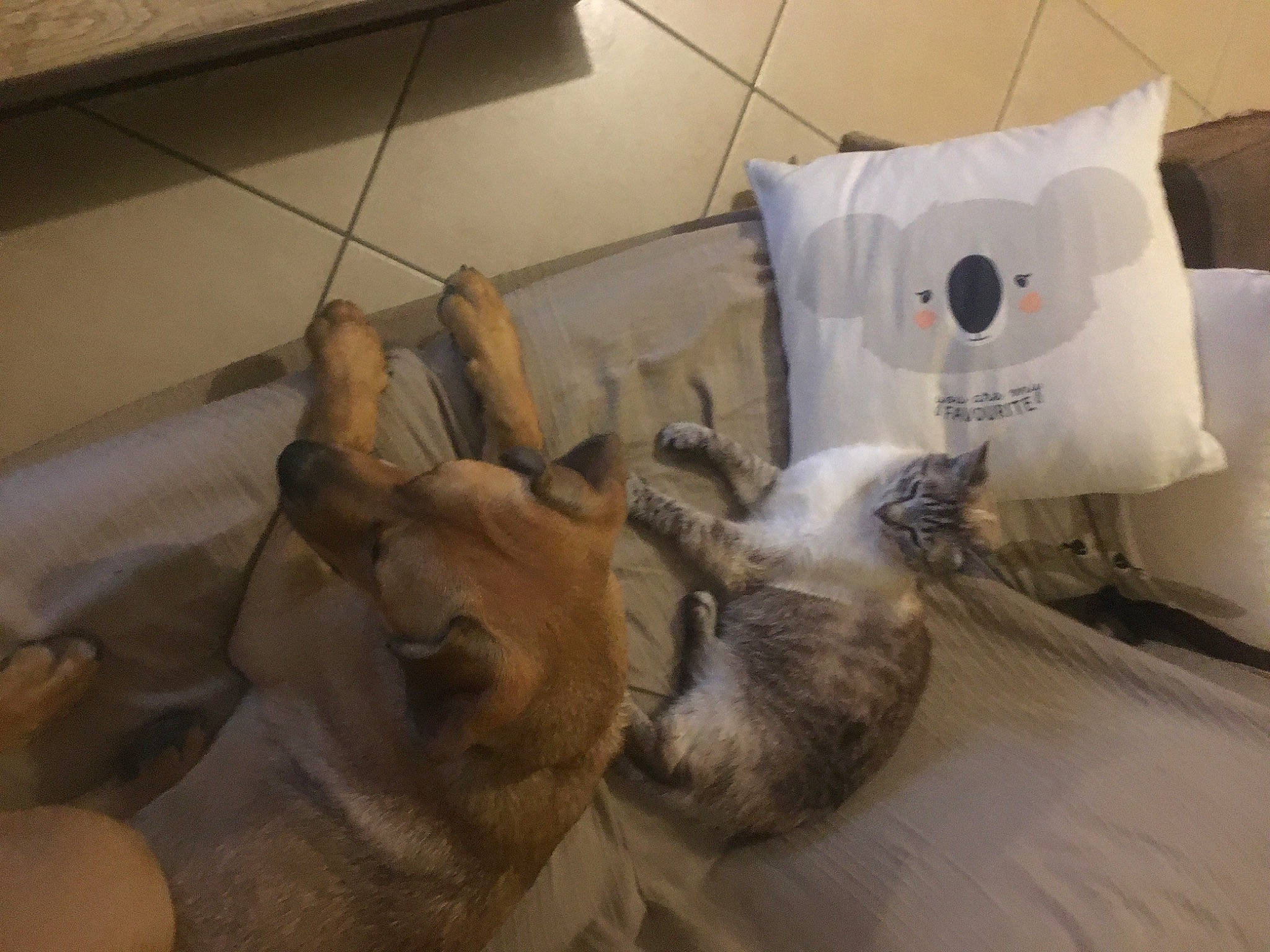 Tchoutchou participe au concours pour gagner de l'argent avec cette photo : canidae, carnivore, cat, dog, dog_breed, fawn, paw, puppy, wolfdog