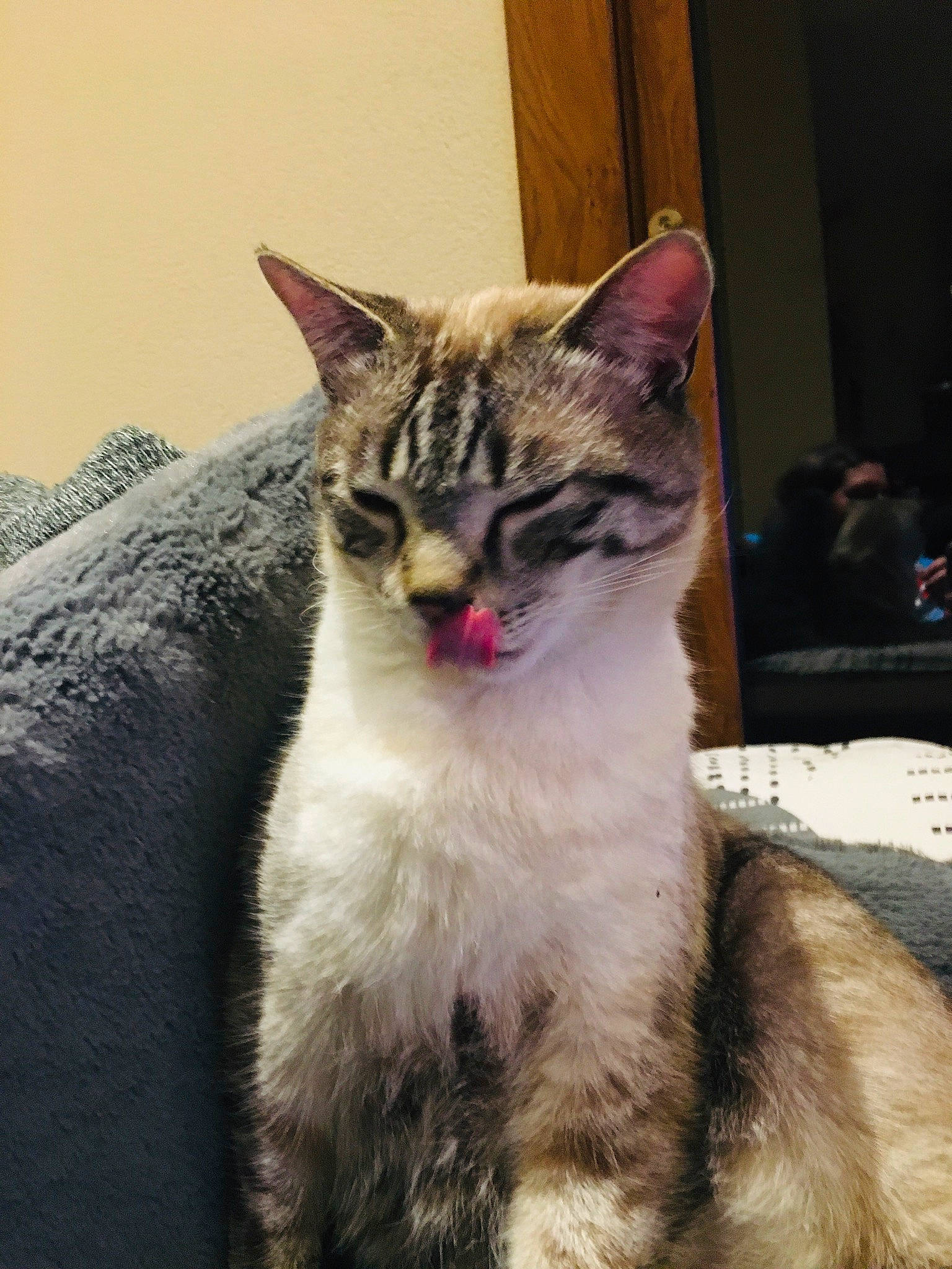 Tchoutchou participe au concours pour gagner de l'argent avec cette photo : aegean_cat, american_shorthair, american_wirehair, asian, carnivore, cat, domestic_short_haired_cat, dragon_li, european_shorthair, eye, facial_expression, felidae, fur, kitten, mammal, small_to_medium_sized_cats, snout, tabby_cat, vertebrate, whiskers