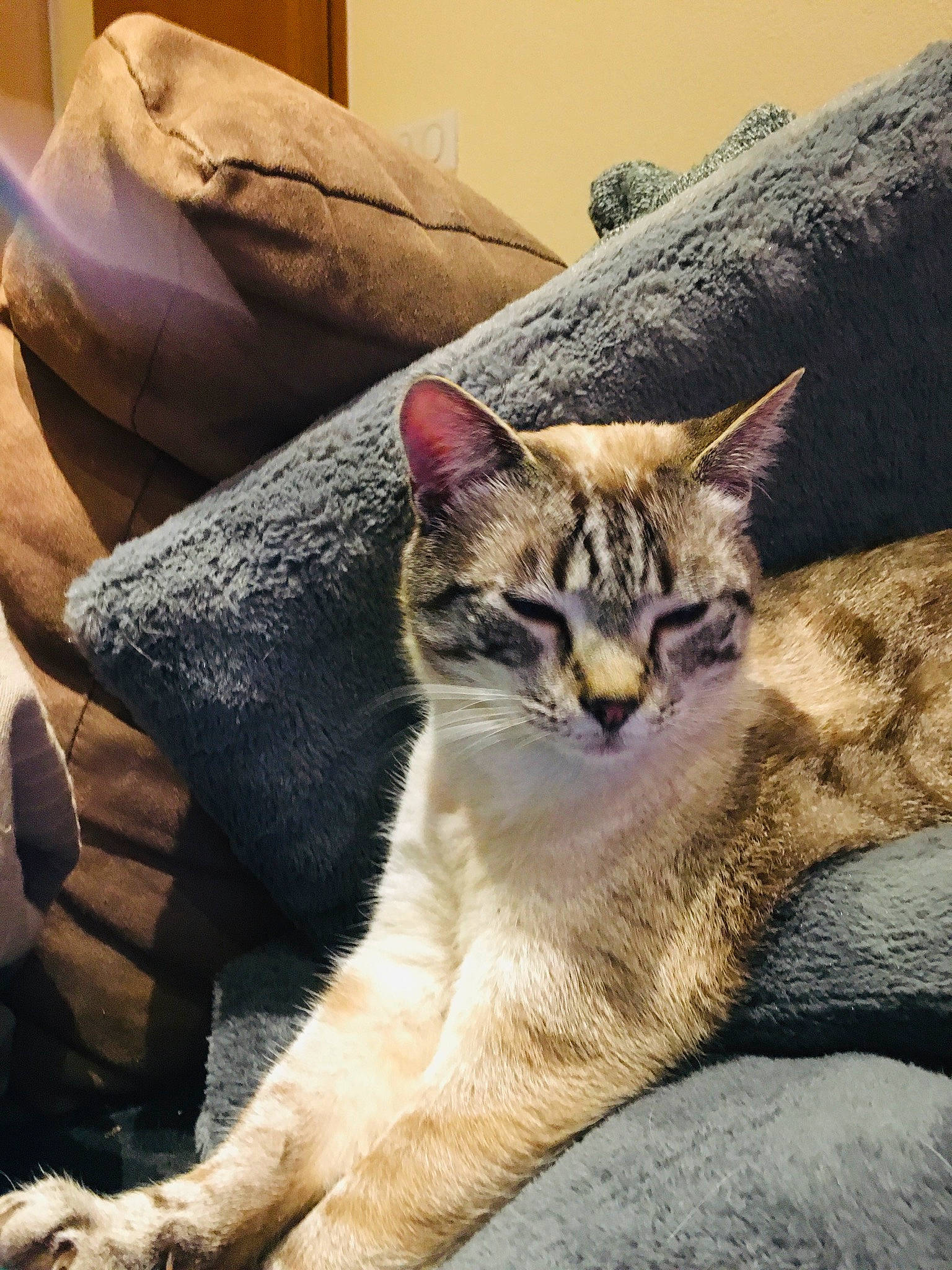 Tchoutchou participe au concours pour gagner de l'argent avec cette photo : aegean_cat, arabian_mau, asian, australian_mist, carnivore, cat, chausie, domestic_short_haired_cat, dragon_li, egyptian_mau, european_shorthair, felidae, fur, kitten, mammal, nap, small_to_medium_sized_cats, snout, tabby_cat, whiskers