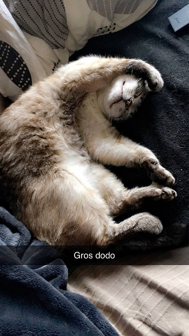 Tchoutchou a rejoint le concours — aidez-le/la à gagner de superbes lots ! carnivore, cat, claw, felidae, fur, nap, paw, small_to_medium_sized_cats, snout, tail, whiskers