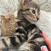 Moka participe au concours pour gagner de l'argent avec cette photo : animal, blanket, cat, cozy, cute, duck, face, fur, hand, kitten, knitted, manicure, nail_polish, paw, pet, relaxing, soft, tabby, toy, whiskers