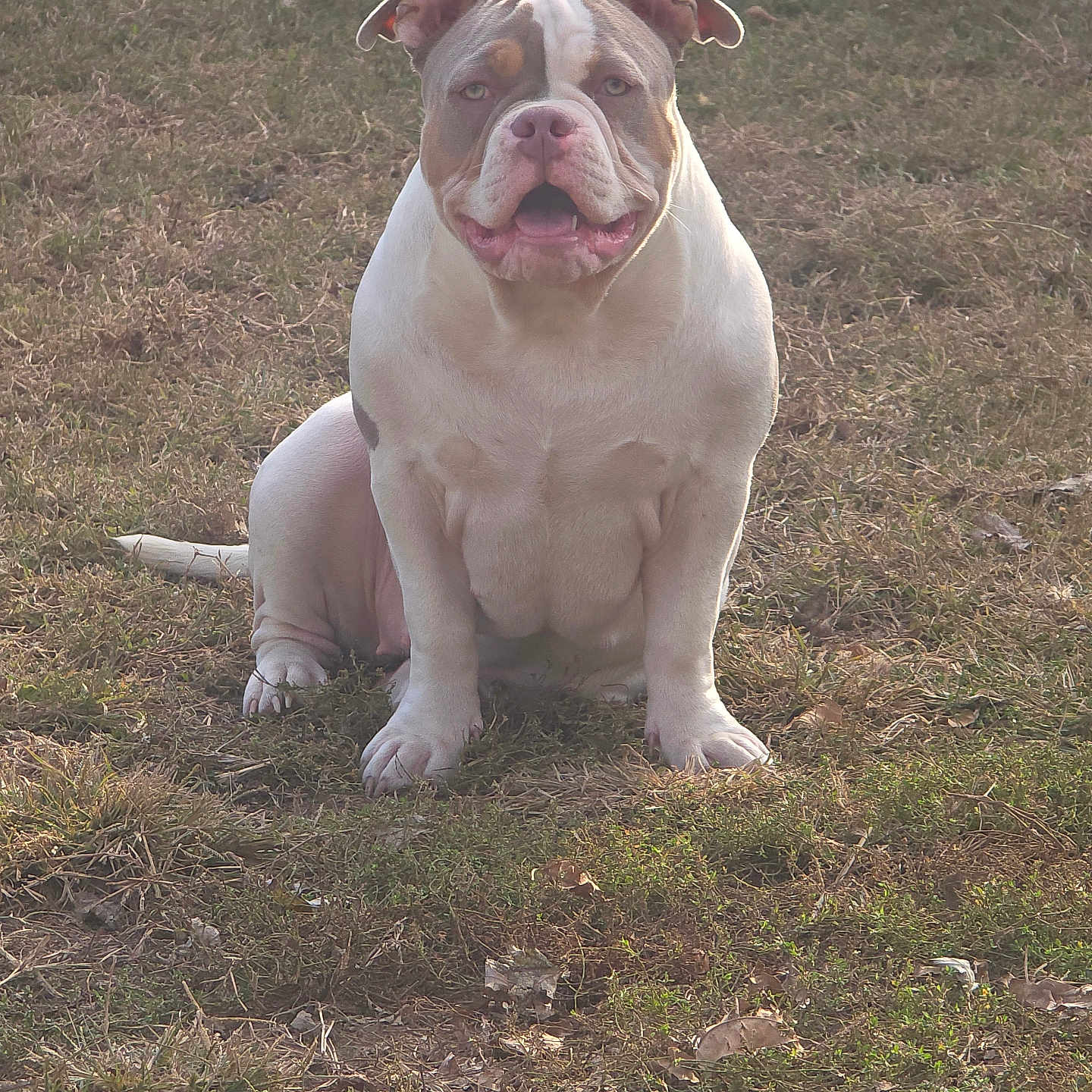 Athena is registered to the contest to win money with this photo: bulldog, dog, ears, grass, happy, lawn, muzzle, outdoor, paws, pet, portrait, short_tail, sitting, smile, stocky_body, sunlight, tan_patches, tongue, white_fur, wrinkled_face