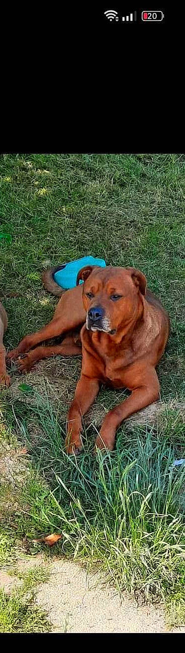 Jecko a rejoint le concours — aidez-le/la à gagner de superbes lots ! canidae, carnivore, companion_dog, dog, dog_breed, dog_collar, fawn, grass, hound, hunting_dog, liver, molosser, non_sporting_group, puppy, sporting_group, tail, terrestrial_animal, whiskers, working_animal, working_dog