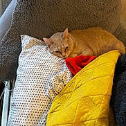Kailyn Marie is registered to the contest to win money with this photo: cat, orange_cat, pillow, blanket, yellow_blanket, red_blanket, patterned_pillowcase, chair, furniture, indoor, cozy, resting, pet, fur, relaxed, soft_texture, home, comfort, sleepy, animal