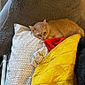 cat, orange_cat, pillow, blanket, yellow_blanket, red_blanket, patterned_pillowcase, chair, furniture, indoor, cozy, resting, pet, fur, relaxed, soft_texture, home, comfort, sleepy, animal