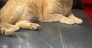 Kailyn Marie is registered to the contest to win money with this photo: cat, ginger_cat, pet, animal, indoor, black_leather_couch, remote_control, furniture, red_couch, relaxed, laying_down, curious, whiskers, ears, paws, domestic_cat, household, cozy, living_room, closeup