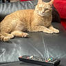 cat, ginger_cat, pet, animal, indoor, black_leather_couch, remote_control, furniture, red_couch, relaxed, laying_down, curious, whiskers, ears, paws, domestic_cat, household, cozy, living_room, closeup