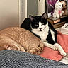 Kailyn Marie is registered to the contest to win money with this photo: cat, sleeping_cat, black_and_white_cat, ginger_cat, bed, blanket, striped_bedspread, stuffed_animals, shelf, decor, indoor, pet, feline, relaxing, cozy, fur, resting, animal, domestic, cute
