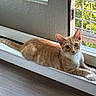 cat, orange_tabby, feline, pet, animal, indoors, windowsill, window, sunlight, striped_fur, green_eyes, portrait, lying_down, stretched_out, white_paws, tail, home, floor, cozy, daylight