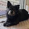 dog, pet, small_dog, black_fur, scruffy, fluffy, pointy_ears, beard, lying_down, indoor, doorway, window, brick_wall, bath_mat, tile_floor, home, portrait, looking_at_camera, cute, animal