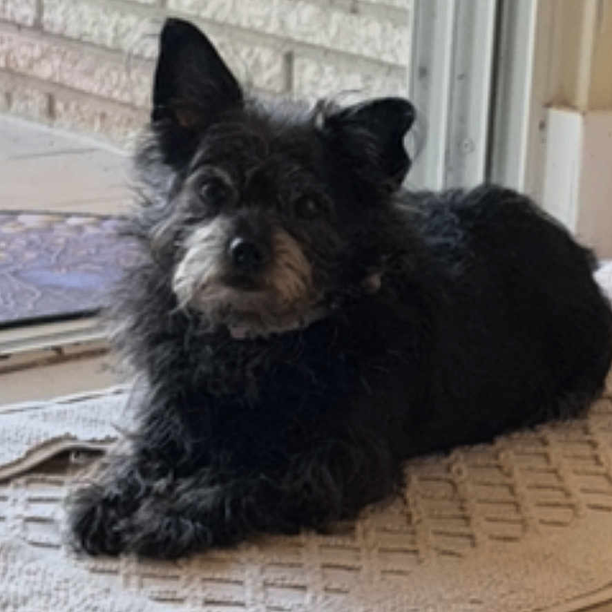 Lola joined the competition — help win amazing prizes! dog, pet, small_dog, black_fur, scruffy, fluffy, pointy_ears, beard, lying_down, indoor, doorway, window, brick_wall, bath_mat, tile_floor, home, portrait, looking_at_camera, cute, animal
