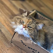 Winnie is registered to the contest to win money with this photo: cat, fluffy, green_eyes, cardboard_box, wooden_floor, pet, feline, cute, domestic_animal, whiskers, relaxed, indoors, close_up, brown_fur, white_fur, box, animal_face, resting, cozy, curious