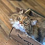 cat, fluffy, green_eyes, cardboard_box, wooden_floor, pet, feline, cute, domestic_animal, whiskers, relaxed, indoors, close_up, brown_fur, white_fur, box, animal_face, resting, cozy, curious