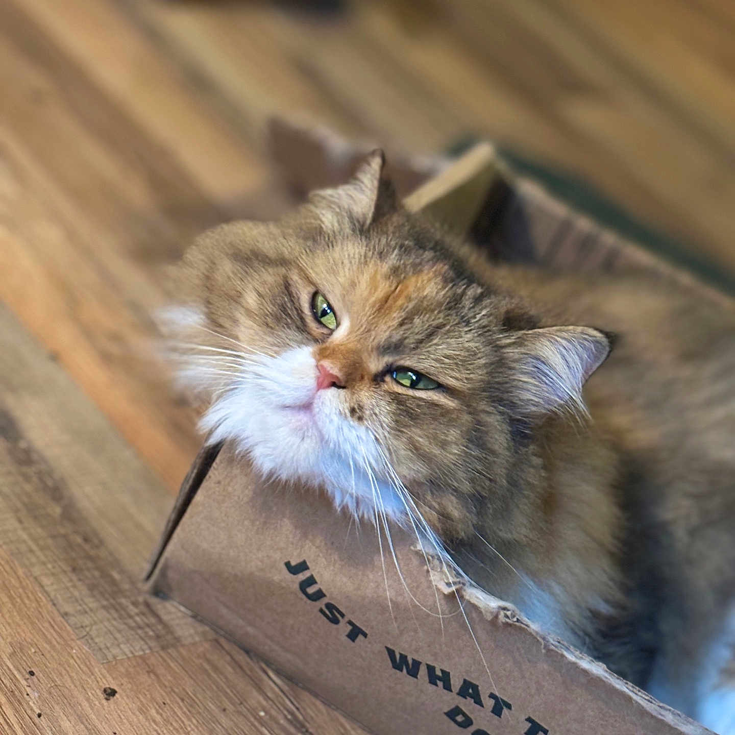 Winnie is registered to the contest to win money with this photo: animal_face, box, brown_fur, cardboard_box, cat, close_up, cozy, curious, cute, domestic_animal, feline, fluffy, green_eyes, indoors, pet, relaxed, resting, whiskers, white_fur, wooden_floor