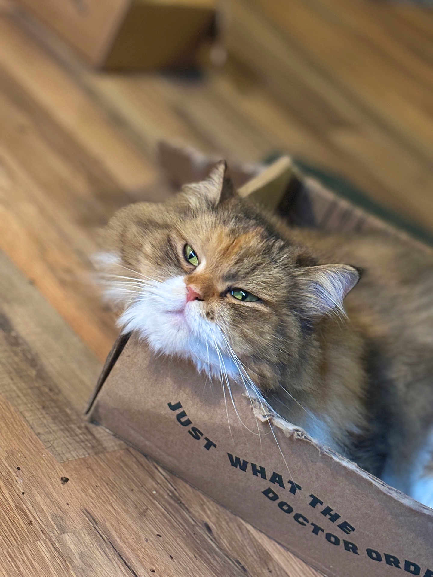 Winnie is registered to the contest to win money with this photo: cat, fluffy, green_eyes, cardboard_box, wooden_floor, pet, feline, cute, domestic_animal, whiskers, relaxed, indoors, close_up, brown_fur, white_fur, box, animal_face, resting, cozy, curious