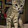 Willow