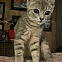 kitten, gray_tabby, cat, pet, animal, indoor, curious, alert, feline, soft_blanket, cozy, wooden_wall, framed_photos, young_cat, whiskers, sitting, closeup, cute, domestic_cat, eyes