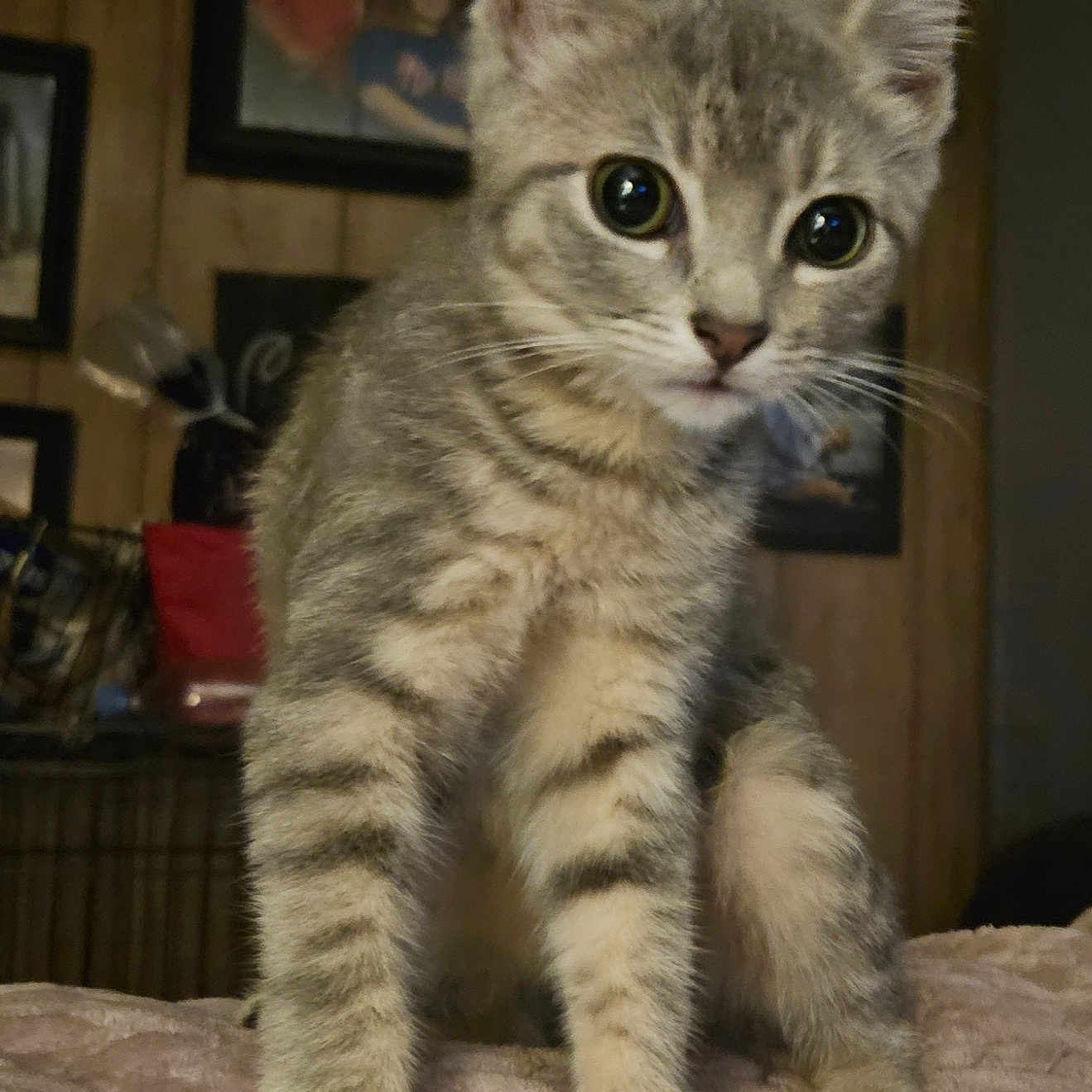 Willow joined the competition — help win amazing prizes! alert, animal, cat, closeup, cozy, curious, cute, domestic_cat, eyes, feline, framed_photos, gray_tabby, indoor, kitten, pet, sitting, soft_blanket, whiskers, wooden_wall, young_cat