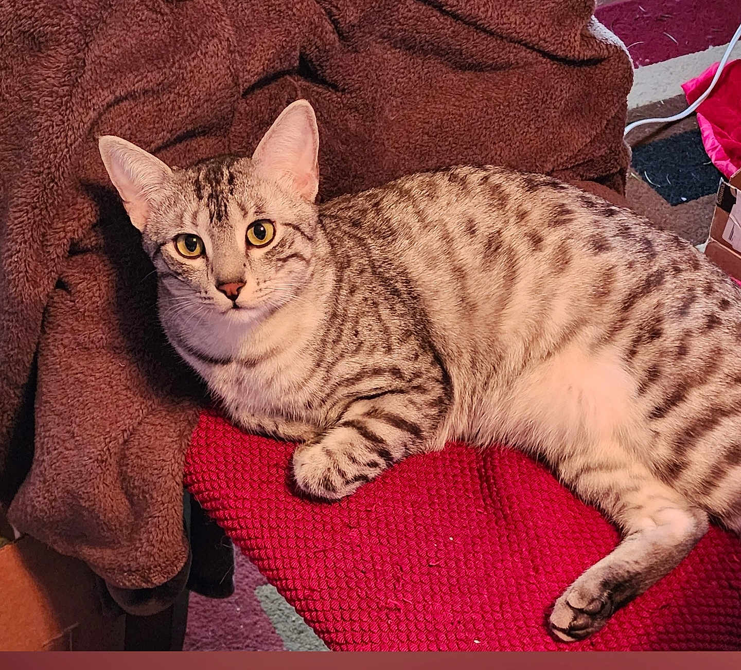 Popoki is registered to the contest to win money with this photo: cat, tabby_cat, pet, feline, animal, striped_fur, domestic_cat, lying_down, indoor, cozy, blanket, red_surface, brown_blanket, curious, alert_eyes, whiskers, paw, fur, resting, close_up