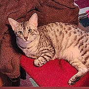 Popoki is registered to the contest to win money with this photo: cat, tabby_cat, pet, feline, animal, striped_fur, domestic_cat, lying_down, indoor, cozy, blanket, red_surface, brown_blanket, curious, alert_eyes, whiskers, paw, fur, resting, close_up