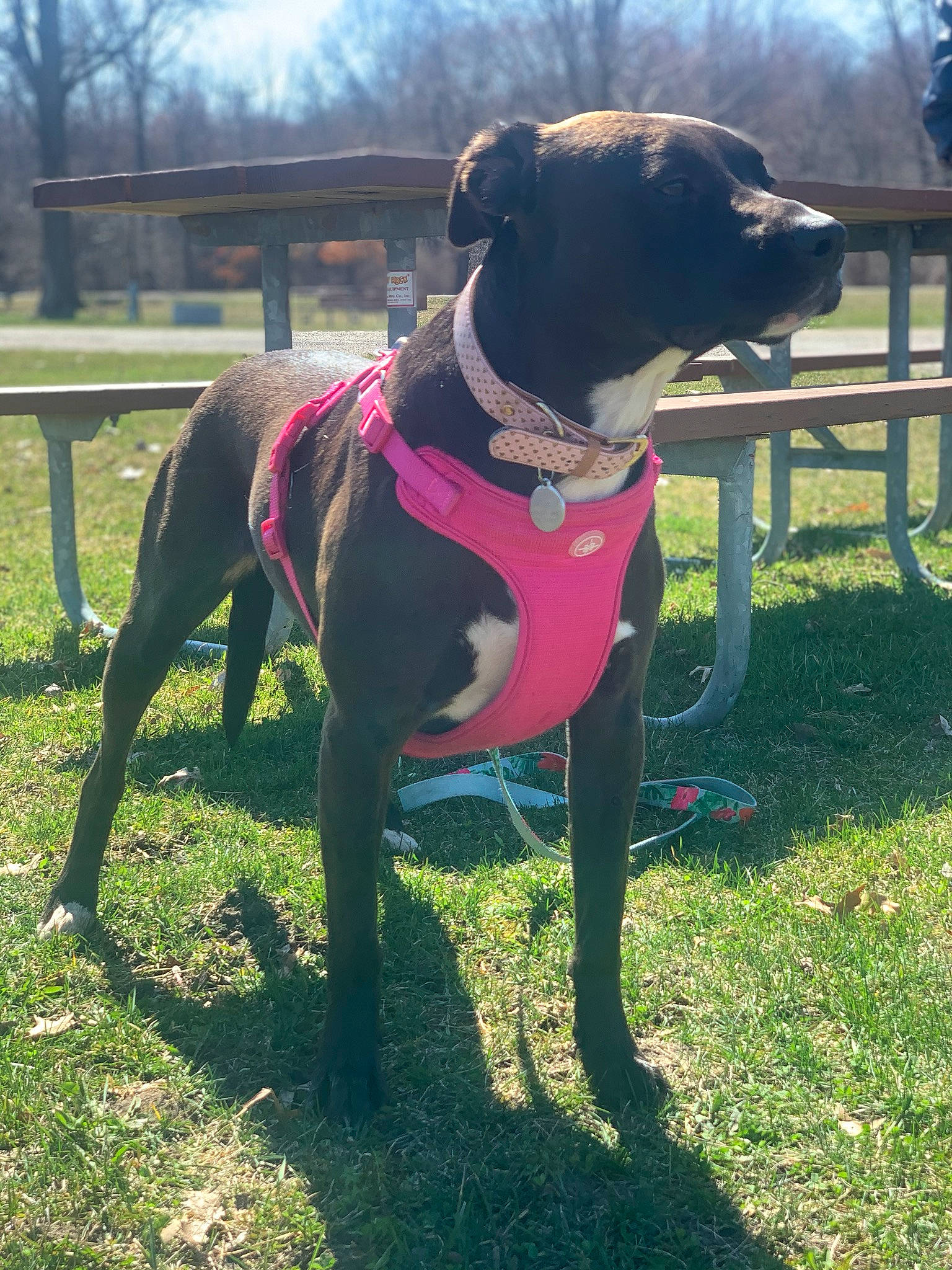 Daffy is registered to the contest to win money with this photo: american_pit_bull_terrier, american_staffordshire_terrier, canidae, carnivore, companion_dog, dog, dog_breed, dog_collar, grass, great_dane, greyhound, guard_dog, mammal, non_sporting_group, plant, sporting_group, tail, vertebrate