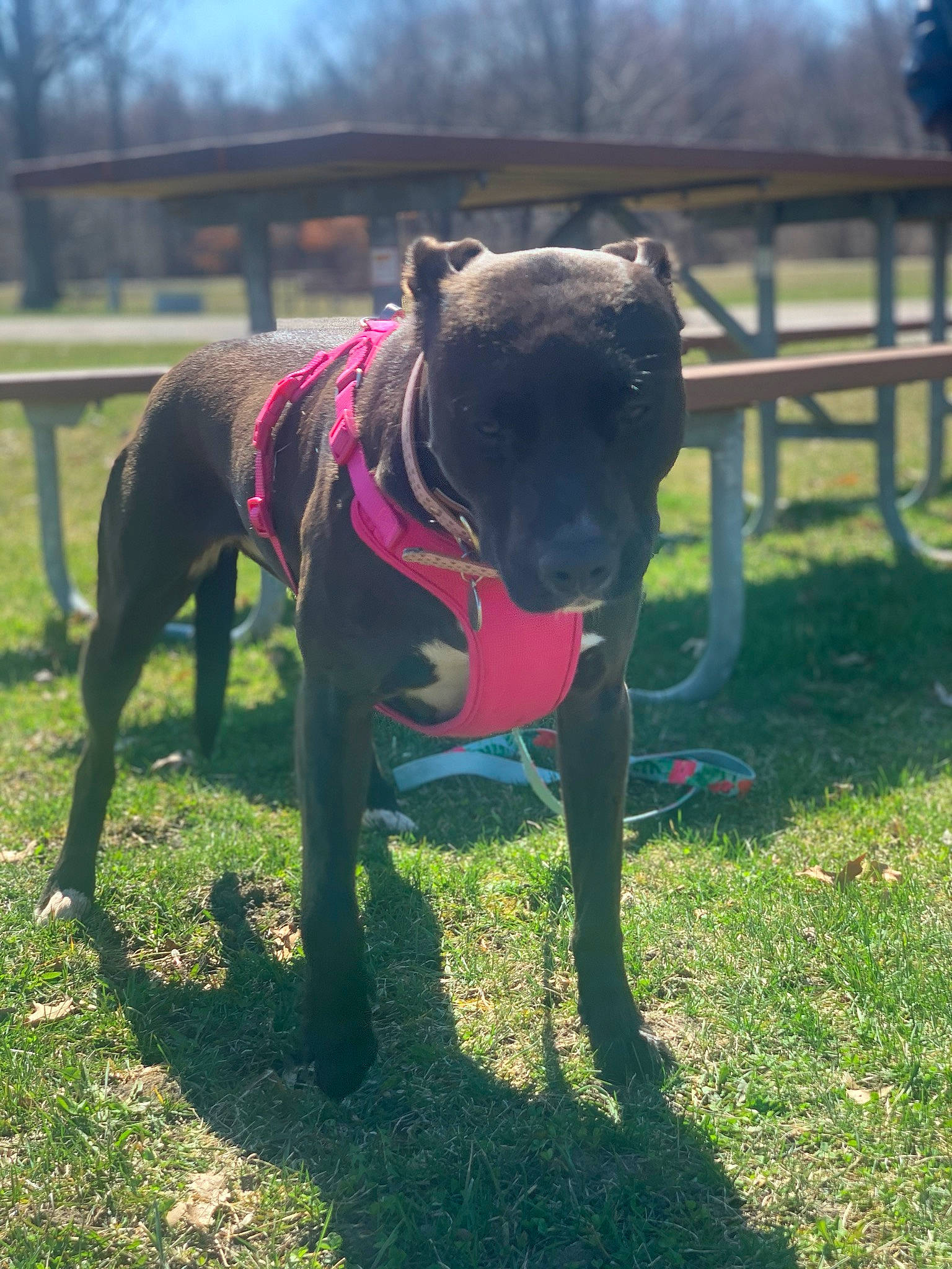 Daffy is registered to the contest to win money with this photo: alaunt, american_pit_bull_terrier, american_staffordshire_terrier, bandog, canidae, canis_panther, carnivore, dog, dog_breed, fawn, greyhound, lurcher, mammal, non_sporting_group, pit_bull, snout, sporting_group, staffordshire_bull_terrier, tail, vertebrate