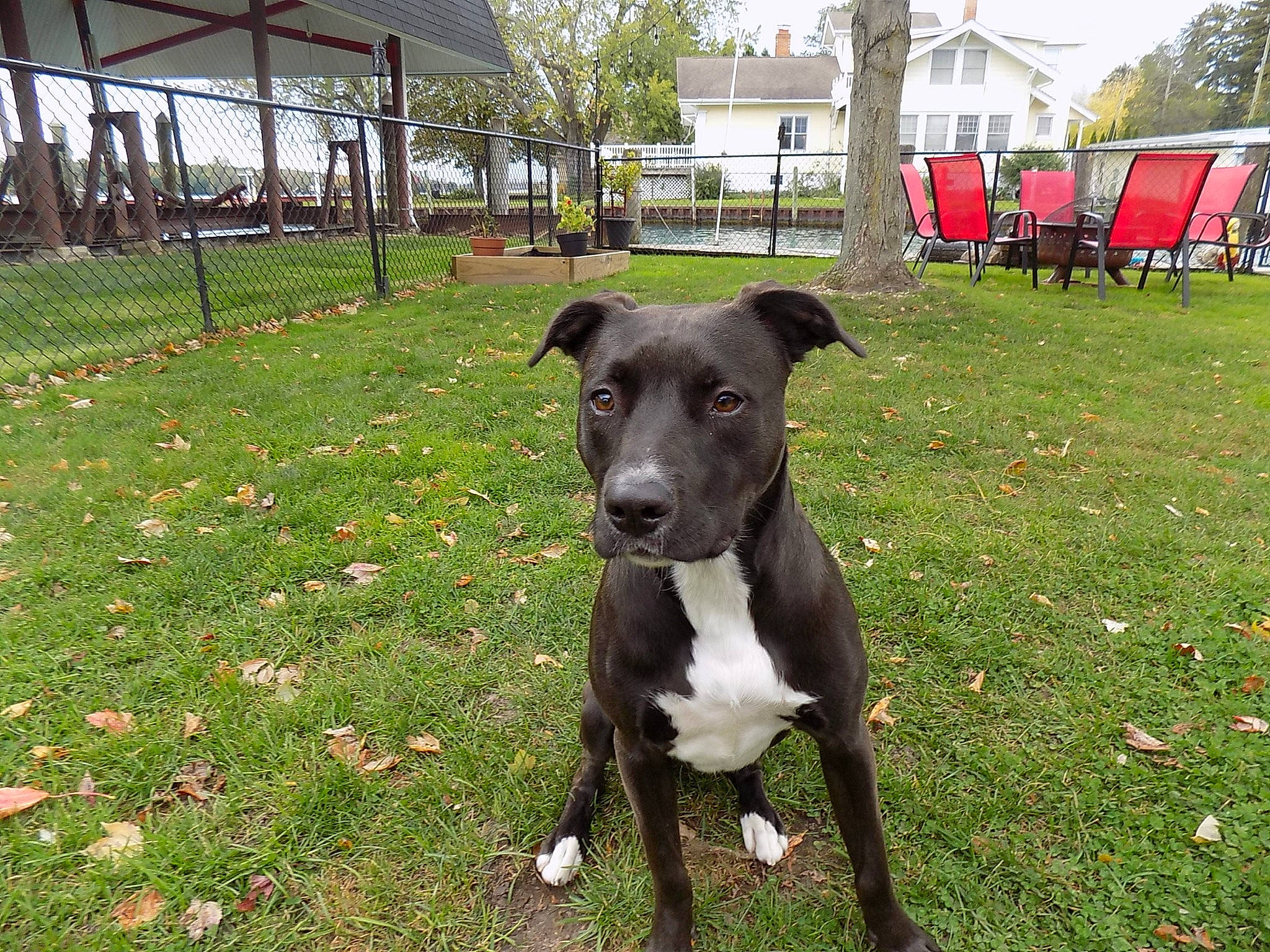 Daffy is registered to the contest to win money with this photo: american_pit_bull_terrier, american_staffordshire_terrier, borador, canidae, carnivore, companion_dog, dog, dog_breed, mammal, non_sporting_group, patterdale_terrier, plant, rare_breed_dog, snout, sporting_group, terrier, vertebrate
