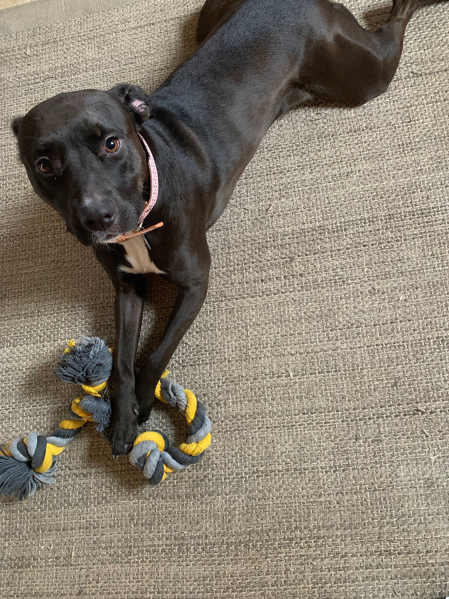 Daffy joined the competition — help win amazing prizes! blue_lacy, canidae, carnivore, dog, dog_breed, dog_collar, greyhound, hunting_dog, italian_greyhound, mammal, snout, sporting_group, tail, vertebrate, weimaraner