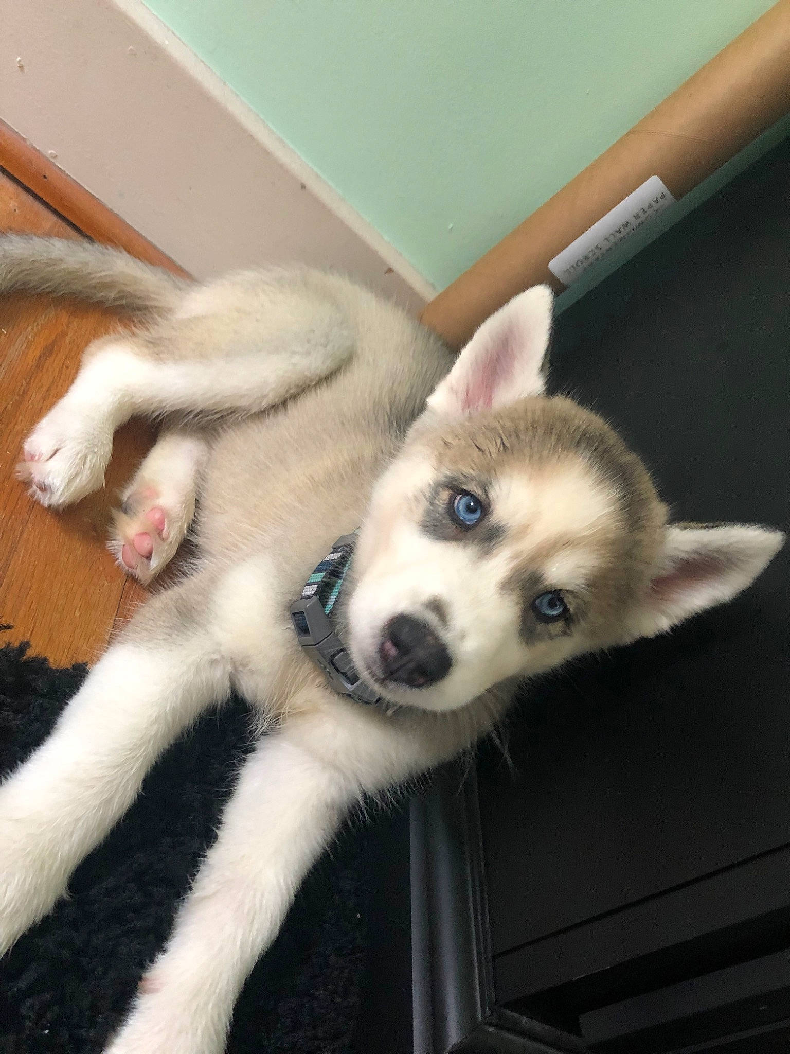 Zylah joined the competition — help win amazing prizes! alaskan_klee_kai, alaskan_malamute, canadian_eskimo_dog, canidae, carnivore, dog, dog_breed, east_siberian_laika, labrador_husky, mammal, miniature_siberian_husky, northern_inuit_dog, rare_breed_dog, sakhalin_husky, seppala_siberian_sleddog, siberian_husky, sled_dog, tamaskan_dog, vertebrate, wolfdog