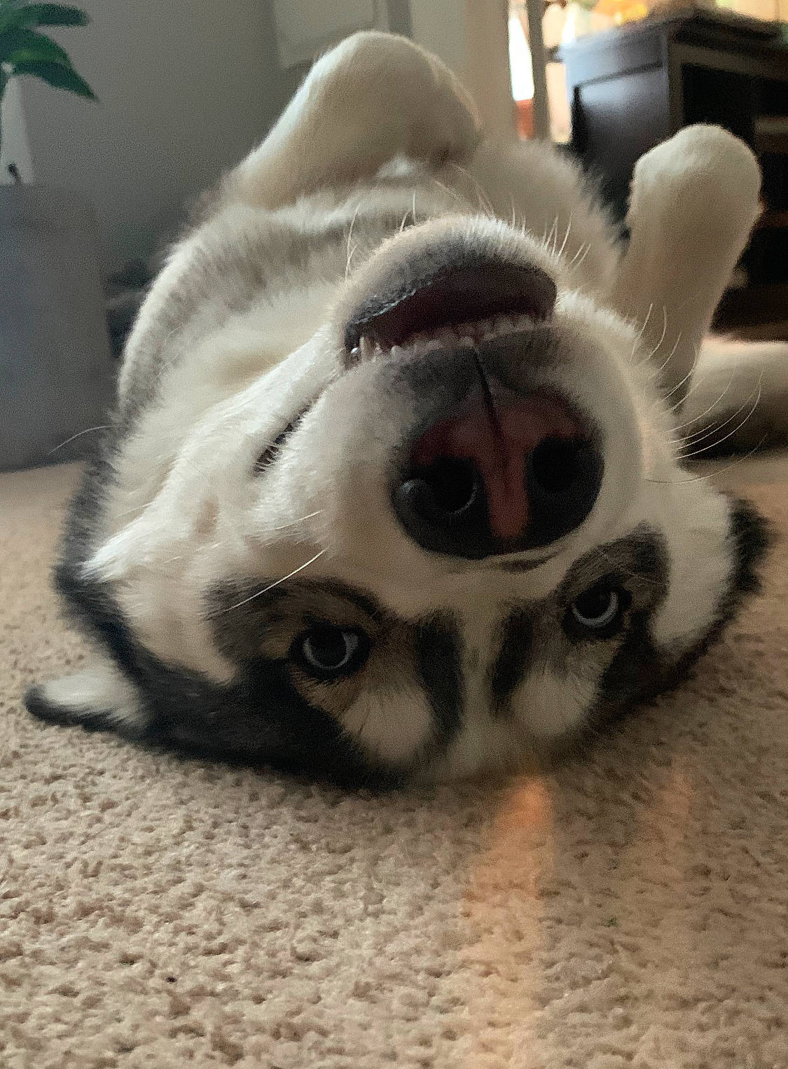 Zylah is registered to the contest to win money with this photo: canidae, carnivore, companion_dog, dog_breed, ear, eye, fawn, fur, head, nose, paw, puppy, puppy_love, snout, sporting_group, whiskers