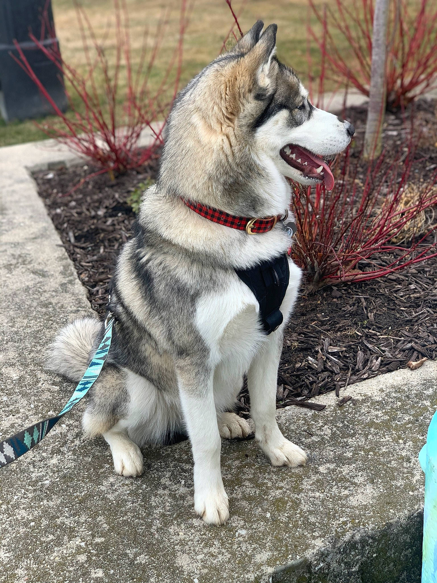 Zylah is registered to the contest to win money with this photo: alaskan_klee_kai, alaskan_malamute, canadian_eskimo_dog, canidae, carnivore, dog, dog_breed, east_siberian_laika, greenland_dog, jamthund, mammal, miniature_siberian_husky, native_american_indian_dog, northern_inuit_dog, sakhalin_husky, seppala_siberian_sleddog, siberian_husky, sled_dog, tamaskan_dog, vertebrate