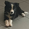 Blue participe au concours pour gagner de l'argent avec cette photo : puppy, dog, black_and_white, tile_floor, lying_down, pet, indoor, animal, young_dog, cute, fur, small_dog, photo_gallery, screenshot, interface, thumbnails, buttons, french_text, curious, looking