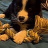animal, bed, black_and_white, blanket, companion, cozy, cute, dog, domestic, fur, indoor, lying_down, paws, pet, playful, puppy, rope_toy, sleepy, toy, young
