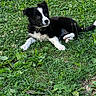 Blue participe au concours pour gagner de l'argent avec cette photo : adorable, animal, black_and_white, bow_tie, close_up, cute, dog, eyes, fur, grass, greenery, laying_down, nature, outdoor, pet, playful, puppy, small_dog, summer, young_dog