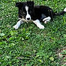 Blue a rejoint le concours — aidez-le/la à gagner de superbes lots ! animal, black_and_white, cute, dog, eyes, flowers, fur, garden, grass, greenery, ground, leaf, lying_down, nature, outdoor, pet, playful, puppy, summer, young