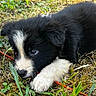 Blue a rejoint le concours — aidez-le/la à gagner de superbes lots ! puppy, dog, grass, outdoor, black_and_white, fur, paw, nature, young_animal, curious, twig, greenery, cute, closeup, animal, pet, lying_down, small, adorable, playful