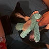 puppy, dog, toy, stuffed_animal, playful, bite, paws, human_hand, bed, blanket, indoor, pet, cute, black_and_white, fur, animal, small, nibble, cozy, interaction