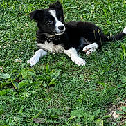 Blue a rejoint le concours — aidez-le/la à gagner de superbes lots ! adorable, animal, black_and_white, bow_tie, collar, cute, dog, ears, fluffy, fur, grass, greenery, laying_down, nature, outdoor, pet, playful, puppy, small_dog, young