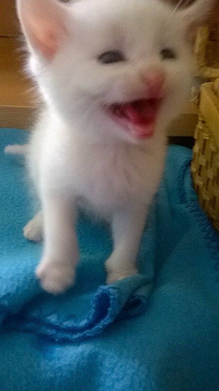 Flocon participe au concours pour gagner de l'argent avec cette photo : canidae, carnivore, child, companion_dog, dog, dog_breed, electric_blue, fawn, felidae, fur, happy, nose, paw, samoyed, skin, smile, snout, toy_dog, whiskers, working_animal