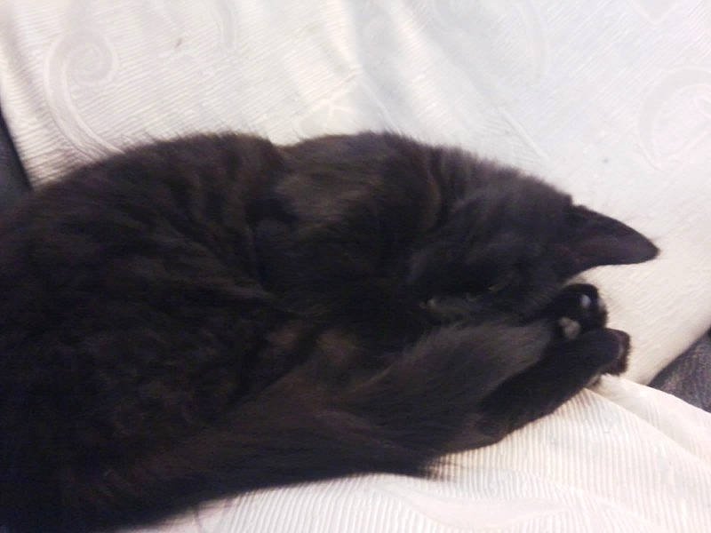 Reglisse participe au concours pour gagner de l'argent avec cette photo : black_cat, bombay, canidae, carnivore, cat, claw, comfort, dog_breed, domestic_short_haired_cat, felidae, fur, grey, mammal, nap, paw, small_to_medium_sized_cats, snout, sporting_group, tail, whiskers