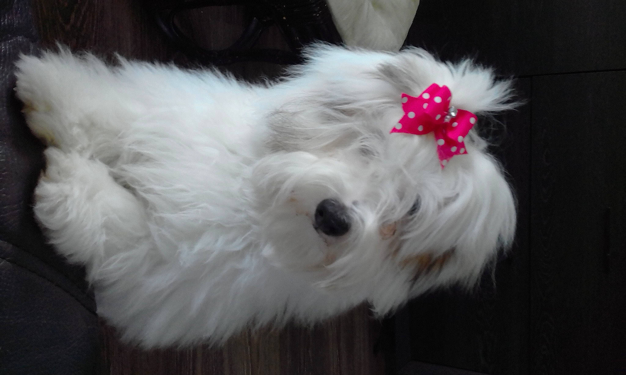 Odie participe au concours pour gagner de l'argent avec cette photo : bow_tie, canidae, carnivore, collar, companion_dog, dog_breed, fashion_accessory, fur, head, natural_material, non_sporting_group, petal, puppy, snout, sporting_group, tail, toy, toy_dog, whiskers