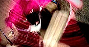 Hades is registered to the contest to win money with this photo: cat, black_and_white, feline, pet, animal, curled_up, sleeping, resting, pink, blanket, hammock, fabric, indoors, floor, whiskers, paws, fur, relaxed, cozy, portrait