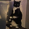 Hades is registered to the contest to win money with this photo: cat, tuxedo_cat, black_and_white, sitting, upright, indoors, pet, animal, feline, whiskers, green_eyes, paws, tail, perch, shelf, portrait, candid, dim_lighting, wall, funny