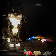 Hades is registered to the contest to win money with this photo: cat, black_and_white, tuxedo_cat, animal, pet, whiskers, glowing_eyes, backlit, dramatic_lighting, dark_background, night, standing, floor, reflection, cat_toys, toy_mouse, strawberry_toy, colorful, closeup, indoor