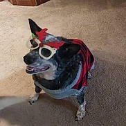 Jake is registered to the contest to win money with this photo: dog, pet, indoor, carpet, sweater, glasses, reindeer, holiday, christmas, festive, smiling, animal, canine, black, white, fur, ears, cute, costume, cheerful
