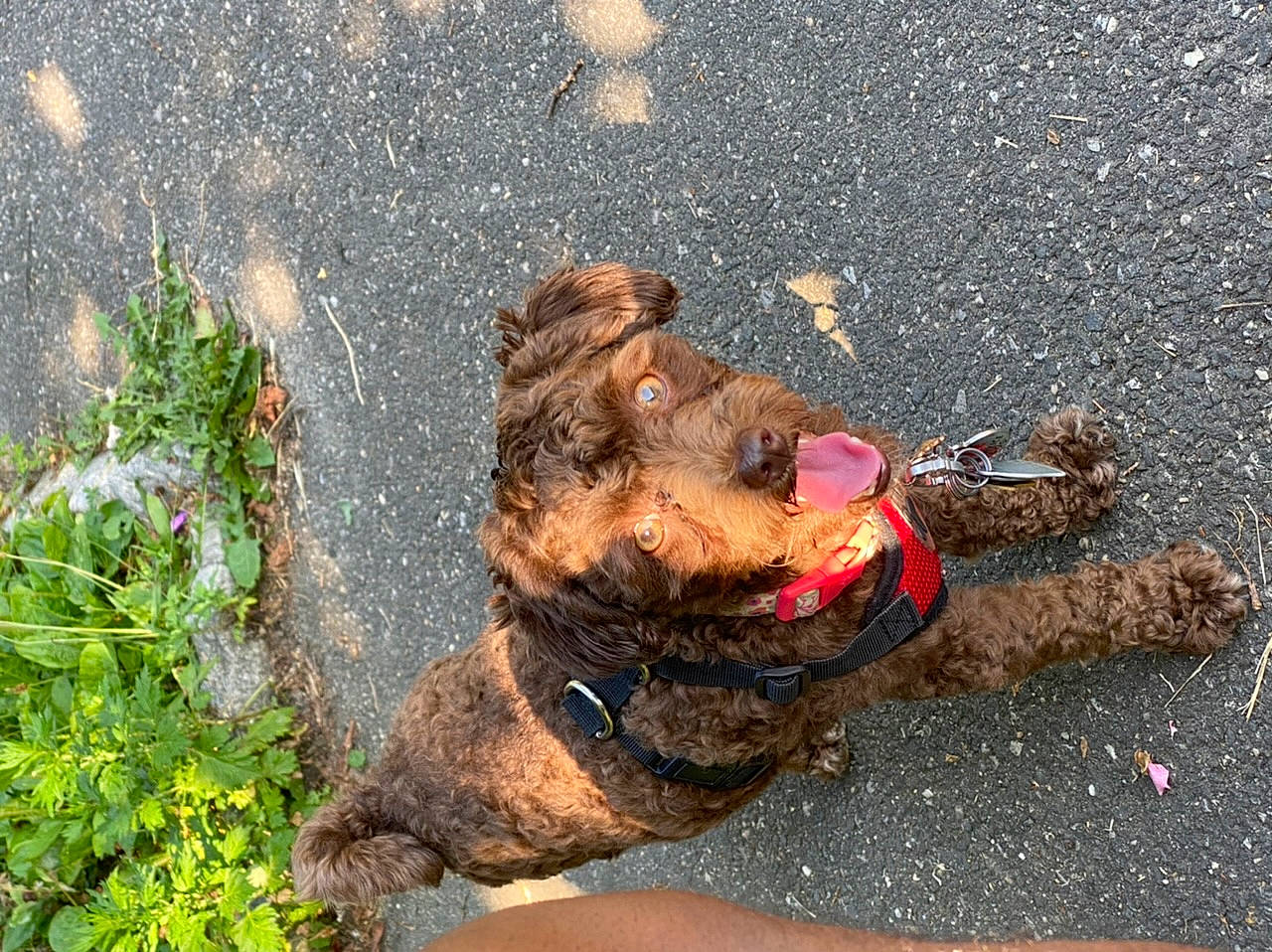 Harlem joined the competition — help win amazing prizes! canidae, carnivore, dog, dog_breed, shar_pei, snout, sporting_group