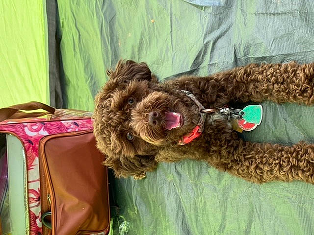 Harlem joined the competition — help win amazing prizes! american_cocker_spaniel, barbet, bolonka, canidae, carnivore, cockapoo, companion_dog, dog, dog_breed, labradoodle, lagotto_romagnolo, liver, miniature_poodle, non_sporting_group, poodle, spanish_water_dog, sporting_group, standard_poodle, toy_poodle, water_dog